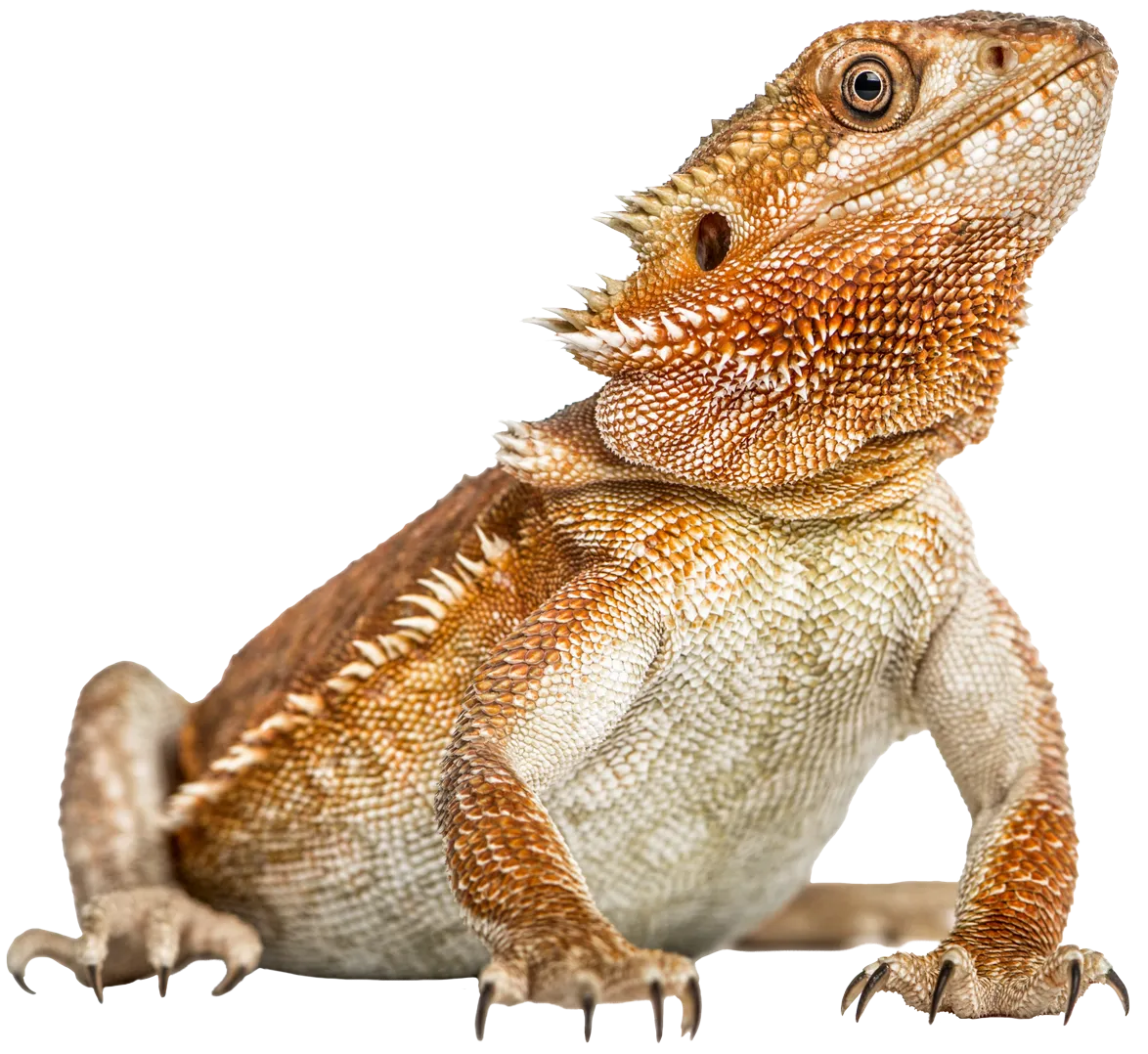Bearded Dragon