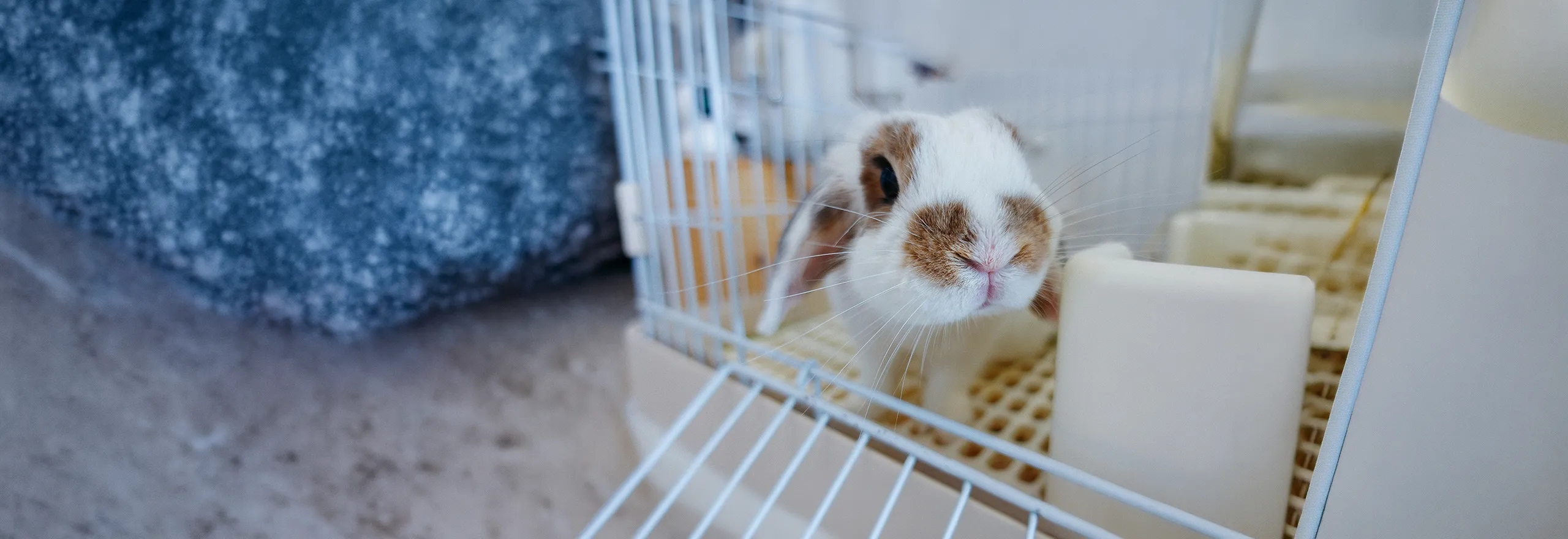Rabbit Hemorrhagic Disease - Birchwood Veterinary Clinic