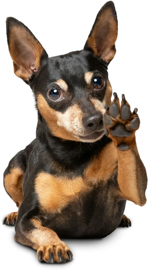 Small dog pawing